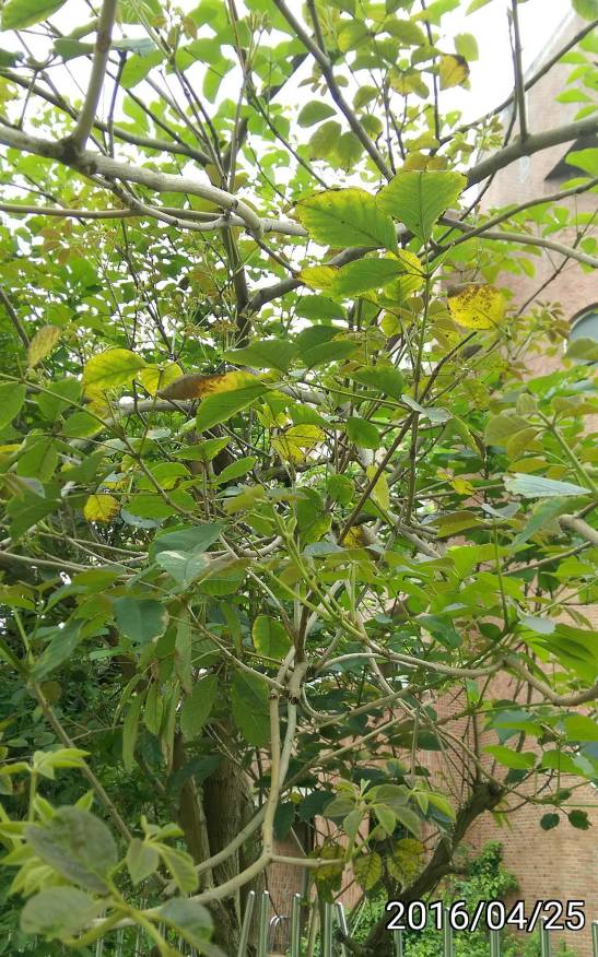 黃花風鈴木 Golden Trumpet-tree Tabebuia chrysantha